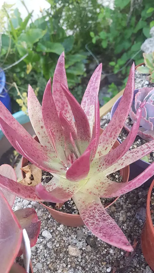 Dudleya plant in pot 3