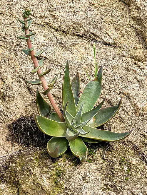 Dudleya plant in pot 4