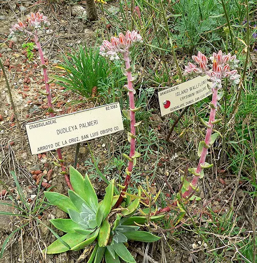 Dudleya palmeri