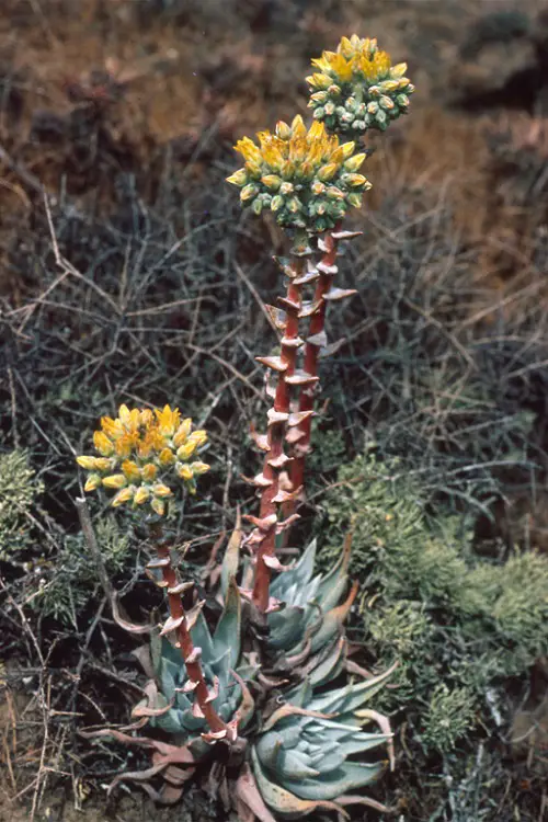 Dudleya plant flower 2