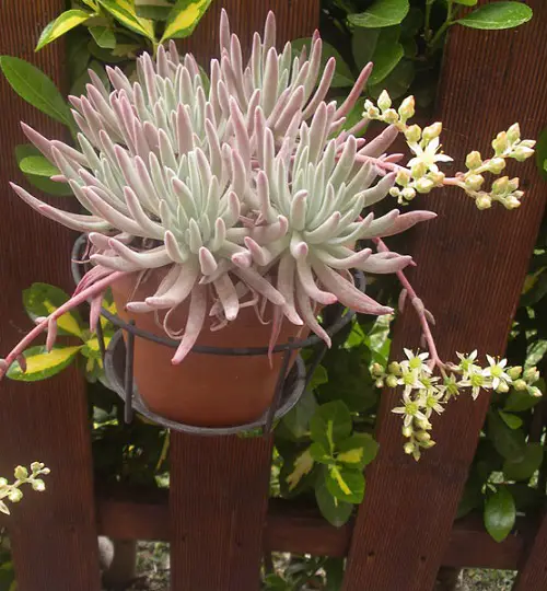 Dudleya plant flower