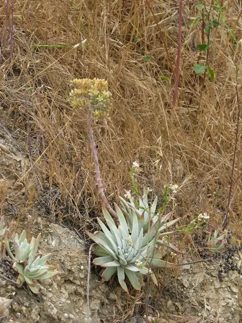 Dudleya plant flower 3