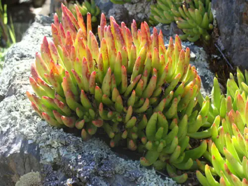 Dudleya viscida