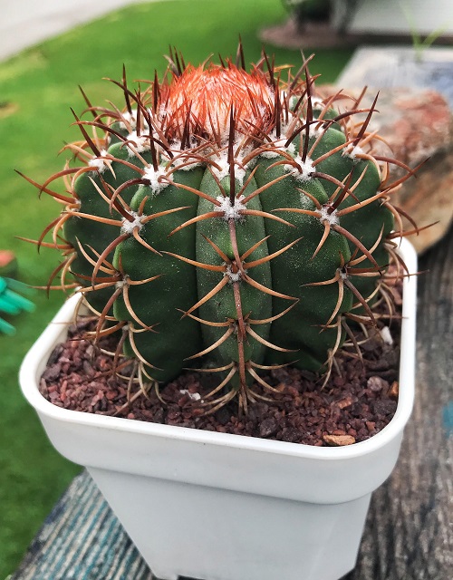 Dwarf Turk's Cap Cactus