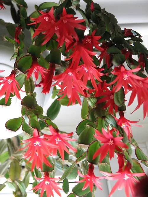 Care for Easter Cactus