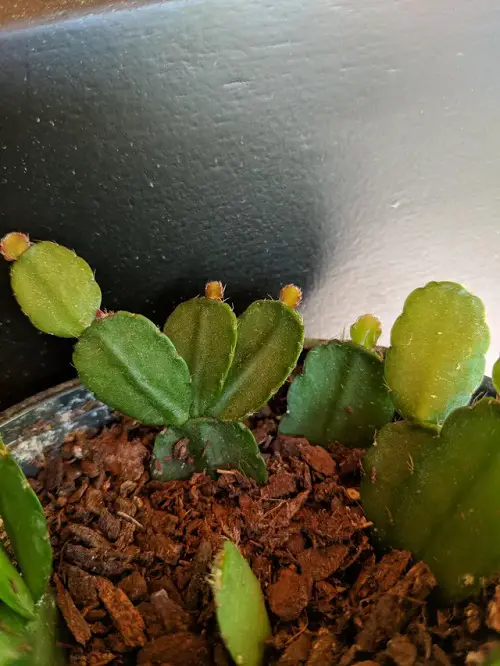 Easter Cactus Propagation