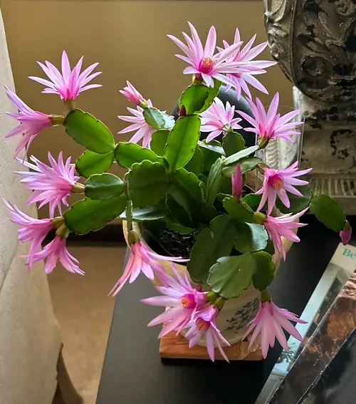 Smart Tips to Grow a Healthy Easter Cactus 1