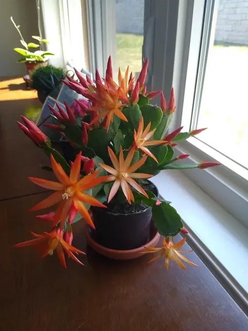 Growing Easter Cactus indoor