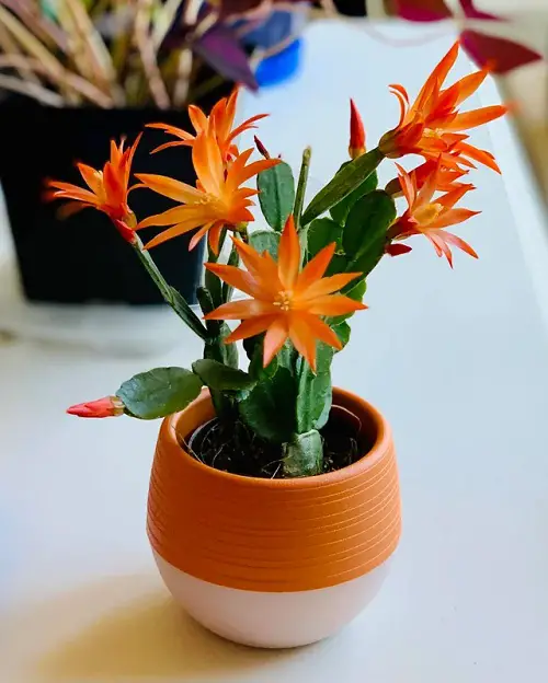 Smart Tips to Grow a Healthy Easter Cactus 2