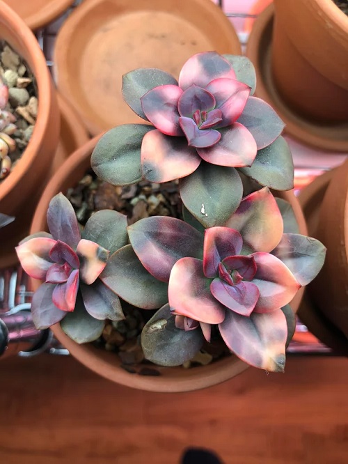 Echeveria Chroma