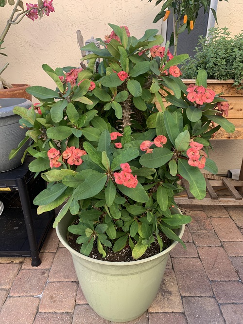 Crown of Thorns in pot