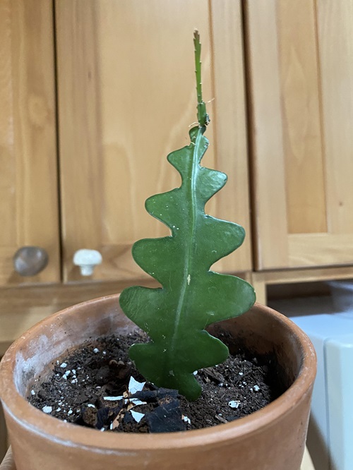 Fishbone Cactus Propagation