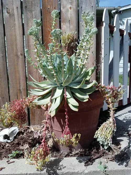 Types of Dudleya You Must Grow 4