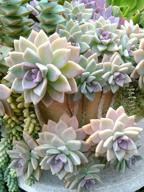 amazing Pretty Succulents Types That Look Like The Echeverias