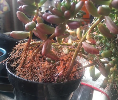 growth of woody stems on succulents