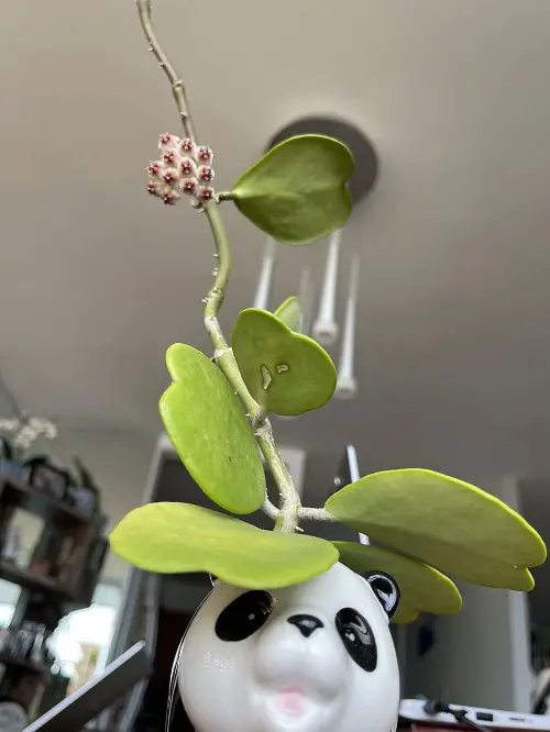 Simple Ways to Help Hoya Kerrii Hearts Bloom 2