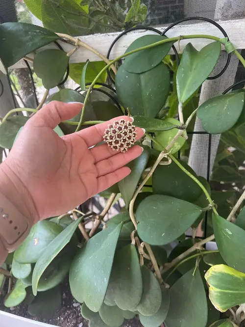 Simple Ways to Help Hoya Kerrii Hearts Bloom