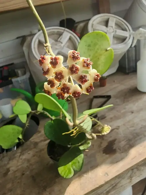 Hoya Kerrii Plant Growth Requirements