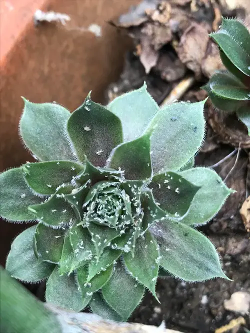 Hens and Chicks pests