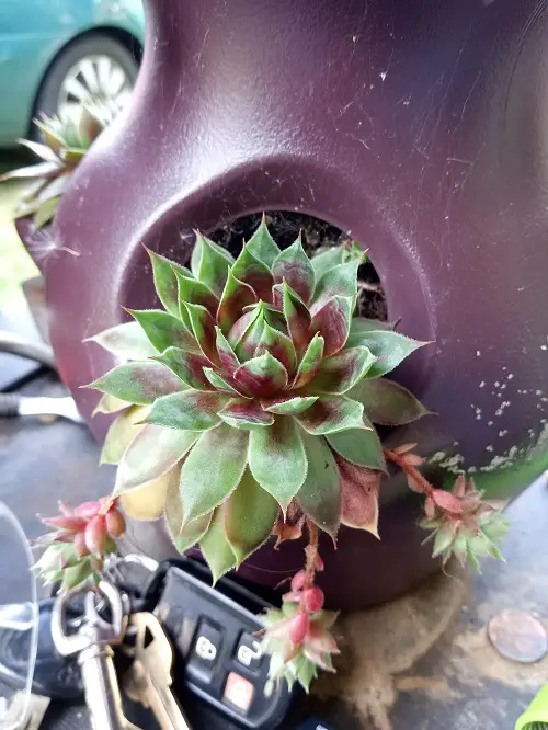 Can You Propagate Hens And Chicks Plant Using The Petals 1