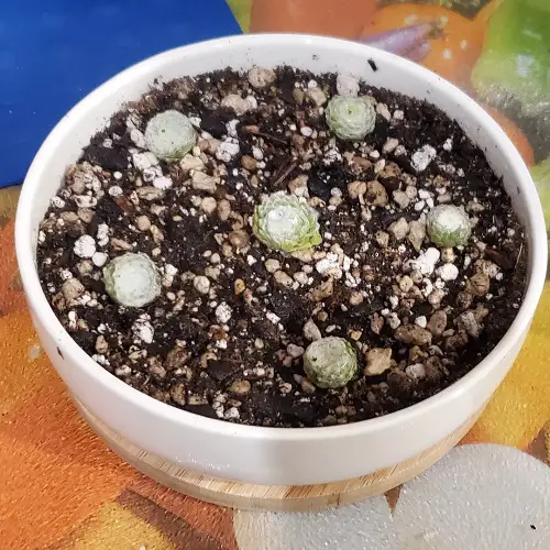 Hens and Chicks Propagation