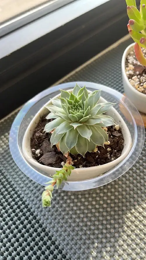 Hens and Chicks indoor