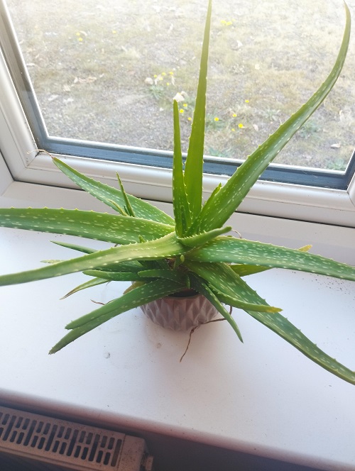 How To Save an Overwatered Aloe Before It Dies