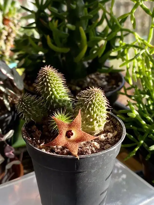 Succulent Star Shaped Flower