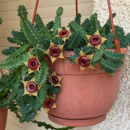 top Succulent Plant with Star Shaped Flower