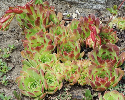 beautiful Different Types of Sempervivum