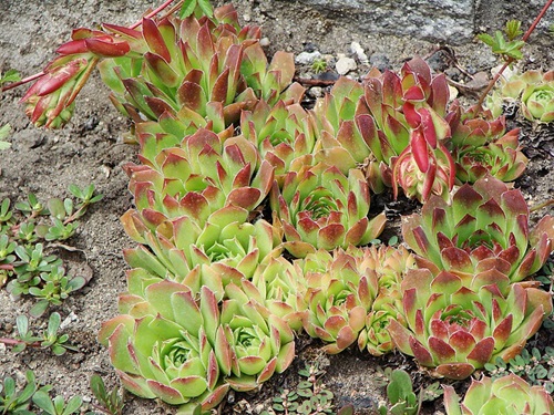 Mind-blowing Colorful Succulent Plants 5