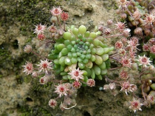 Rare Wild Succulents 1