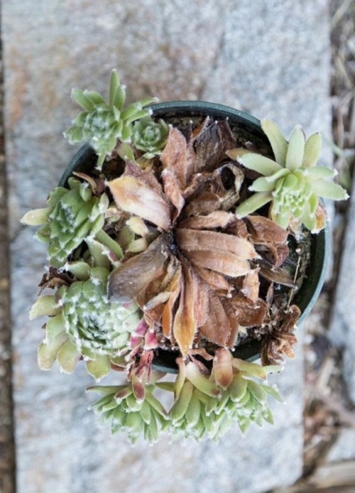 Sempervivums are monocarpic