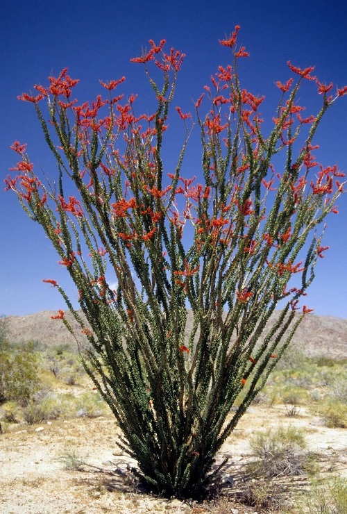 Ocotillo plant with orange flower