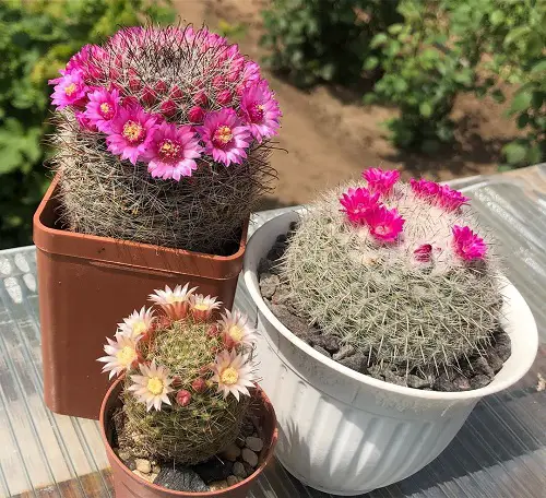 Best Cactus Varieties