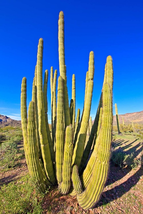 Organ Pipe Cactus