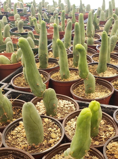 Growing Penis Cactus