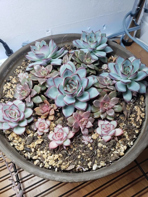 Best Perennial Succulents That Live For Years