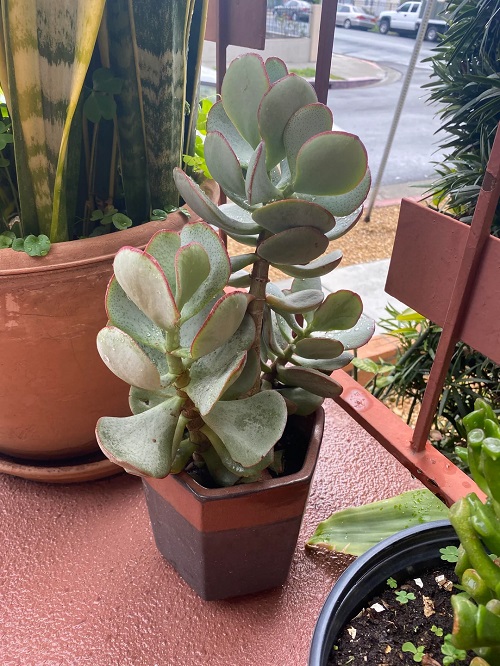 Pig's Ear in pot