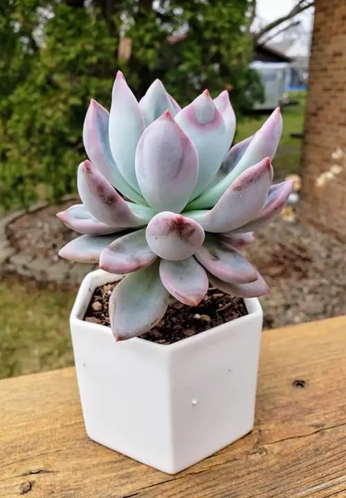 top Pretty Succulents Types That Look Like The Echeverias