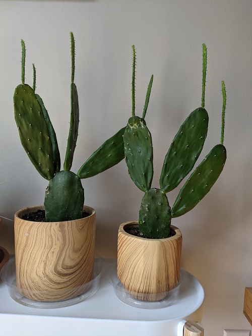 Prickly Pearl