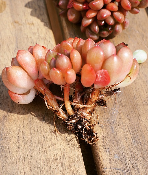 Propagating Sedeveria Pink Ruby