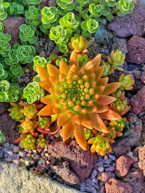 amazing Beautiful Types of Succulents That Remind Them of Echeverias