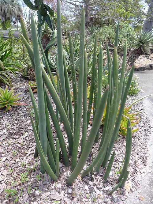 Beautiful African Spear Plant