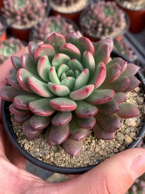 Succulents Types That Look Like The Echeverias