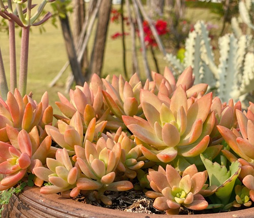 Colorful Succulents That Might Take Your Breath Away