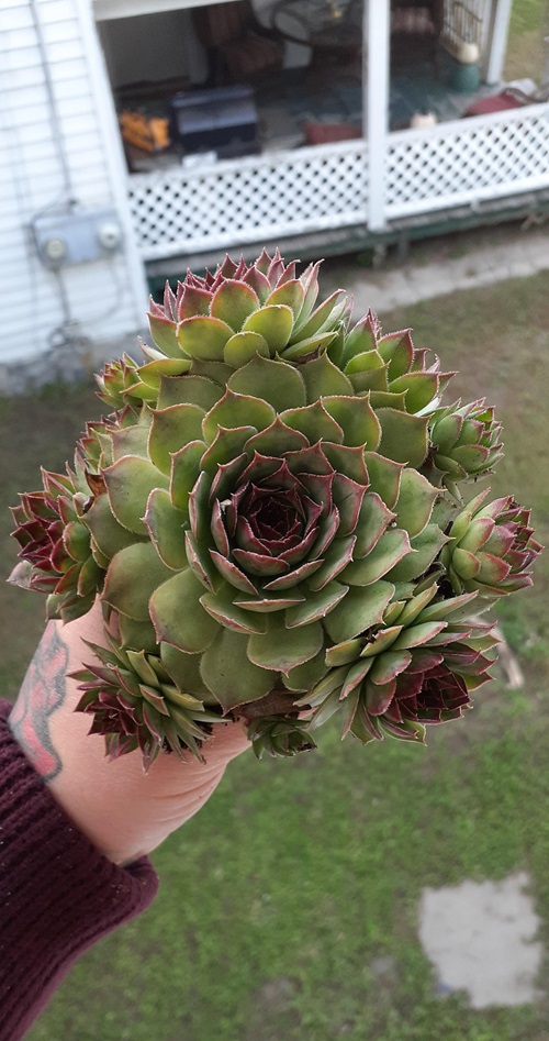 top Different Types of Sempervivum