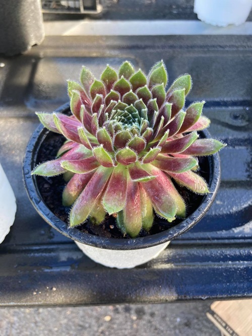 Different Types of Sempervivum