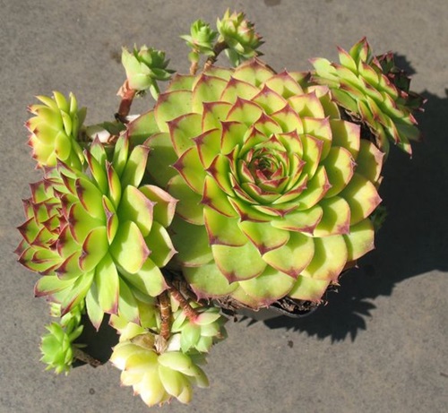 Well-liked Hybrid Sempervivum Types