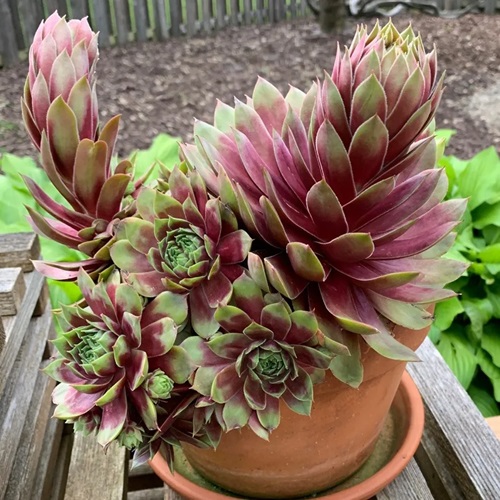 amazing Different Types of Sempervivum